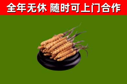 富平回收冬虫夏草
